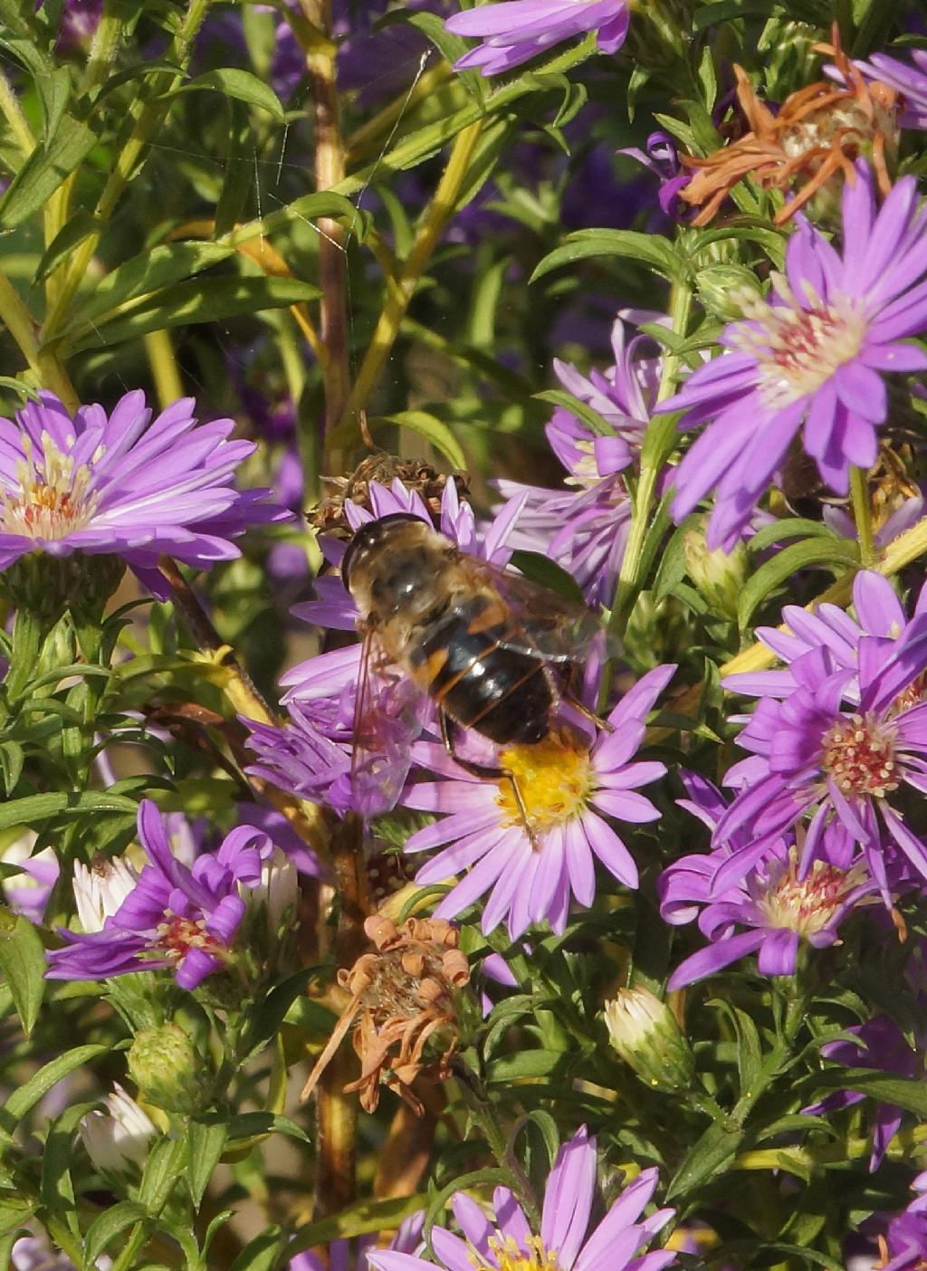 Eristalis pertinax... Eristalis sp.